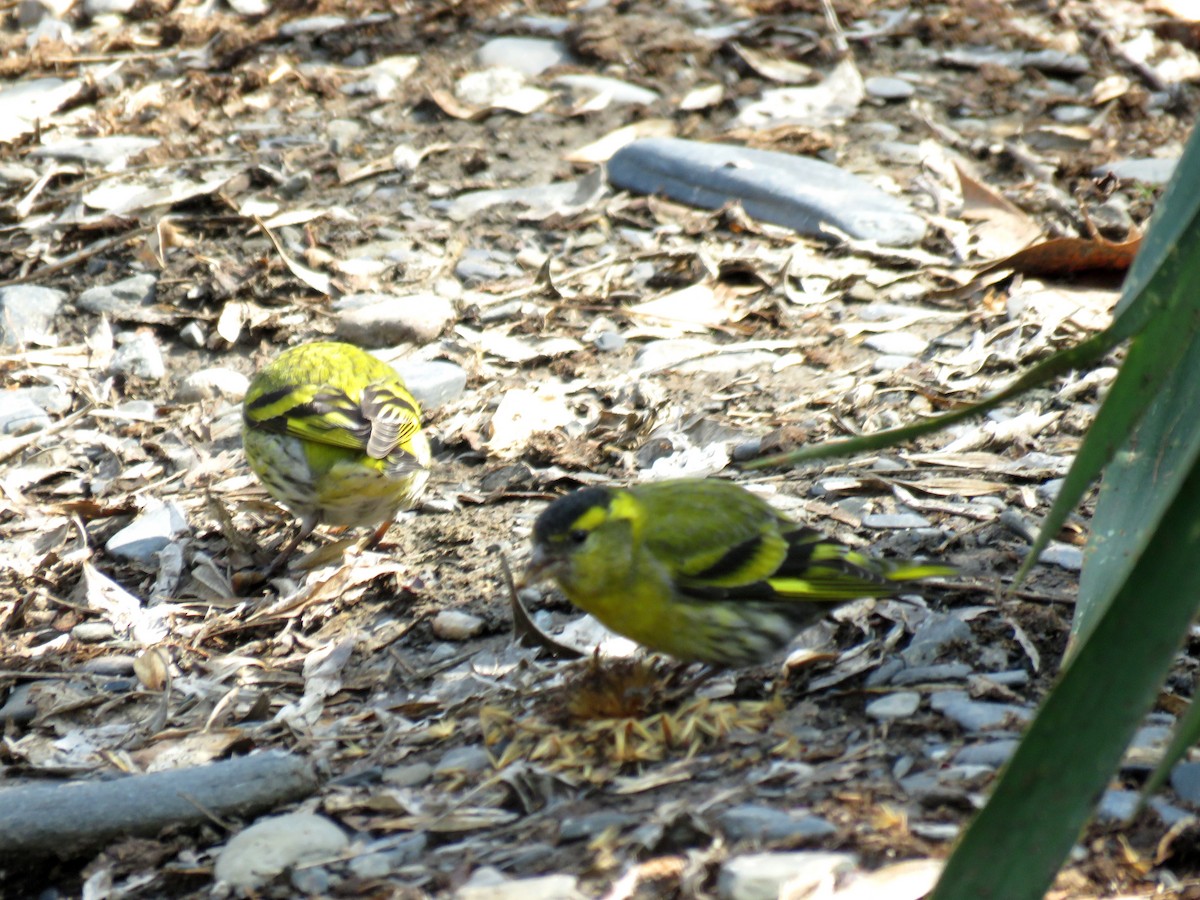 Eurasian Siskin - Houman Doroudi