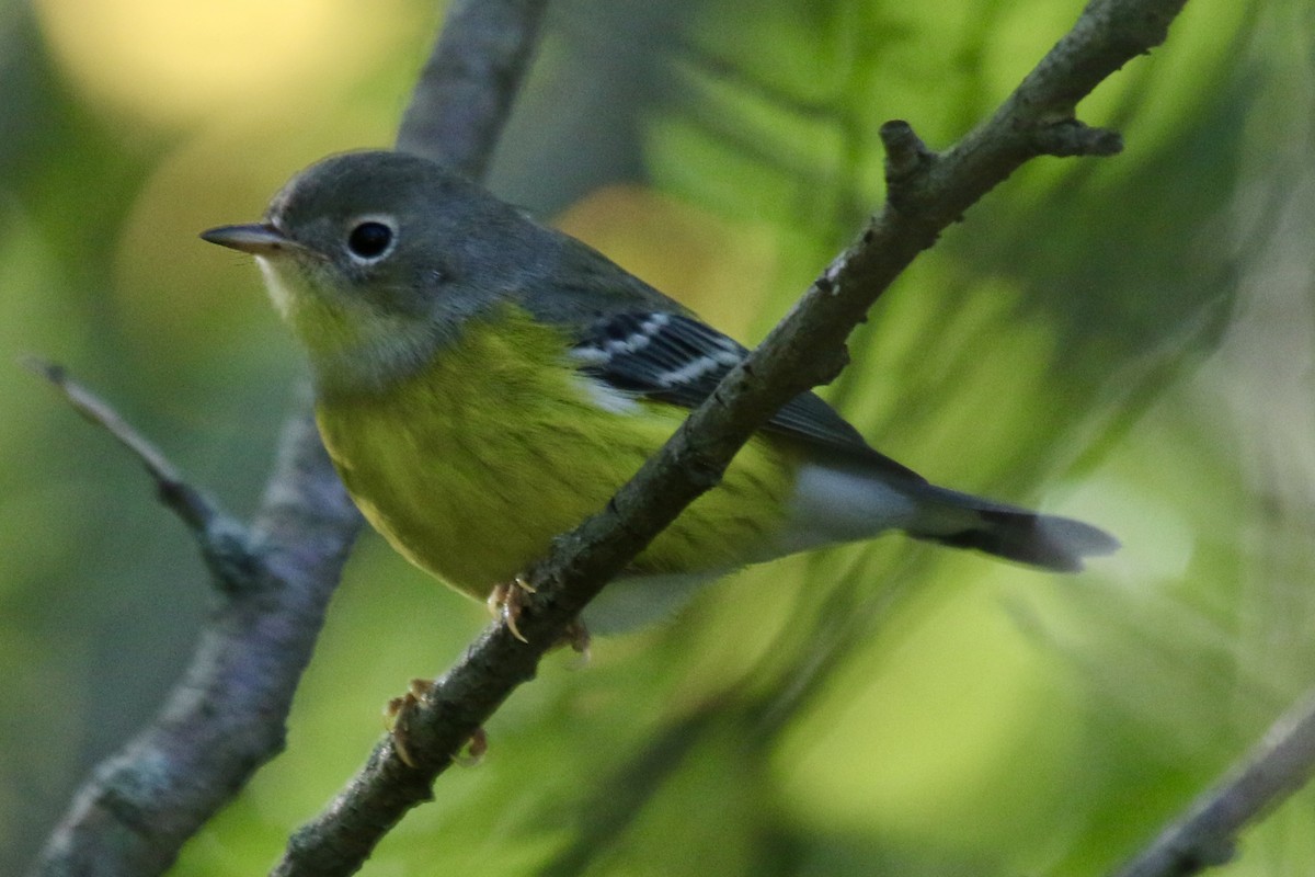 Magnolia Warbler - ML260292461