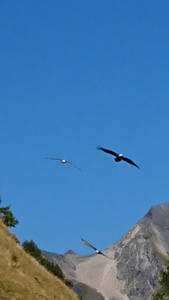 Bearded Vulture - ML260293731