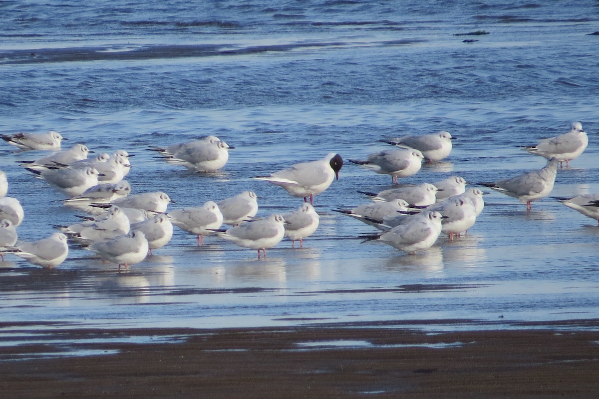 Black-headed Gull - John Oshlick