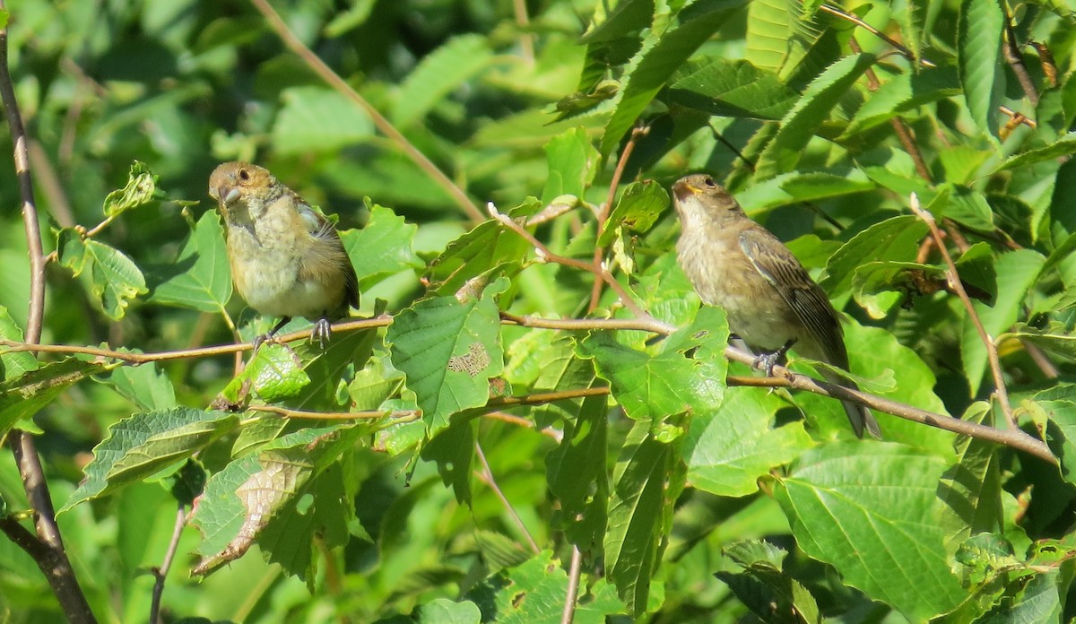 Indigo Bunting - ML260295201