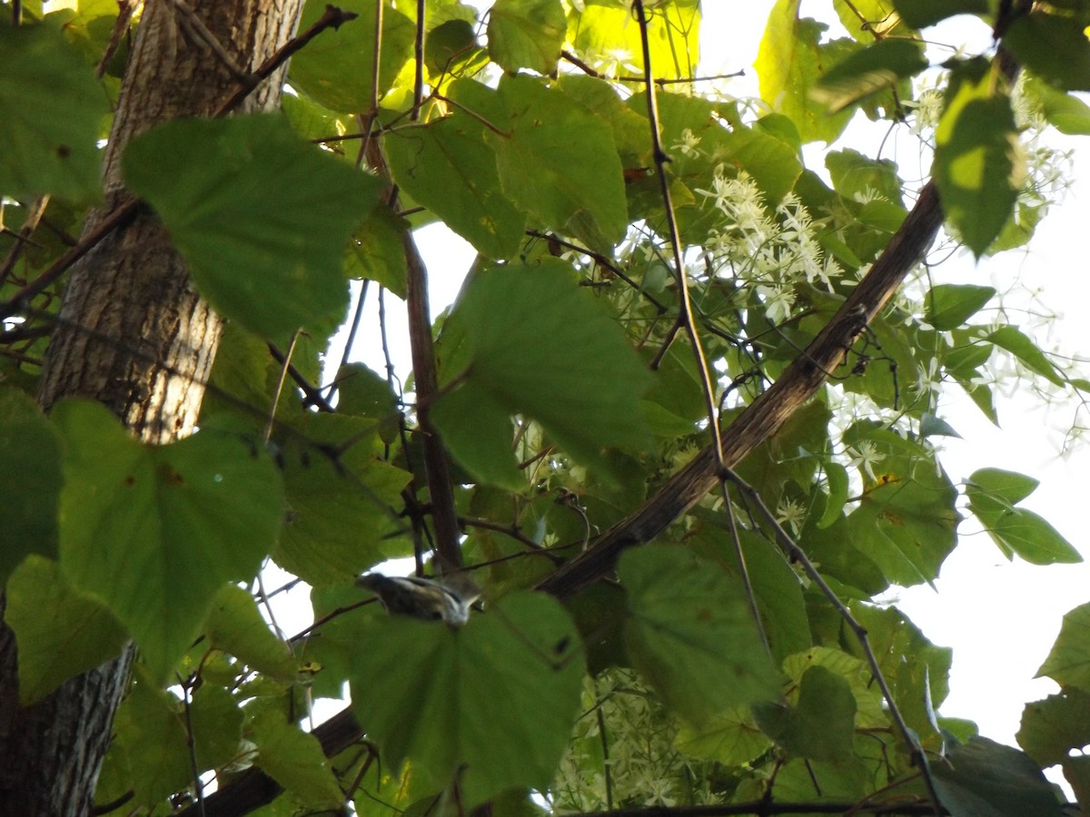 Black-and-white Warbler - ML260295411