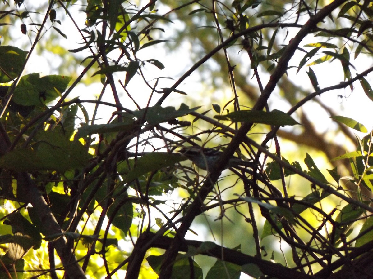 Black-and-white Warbler - ML260295431