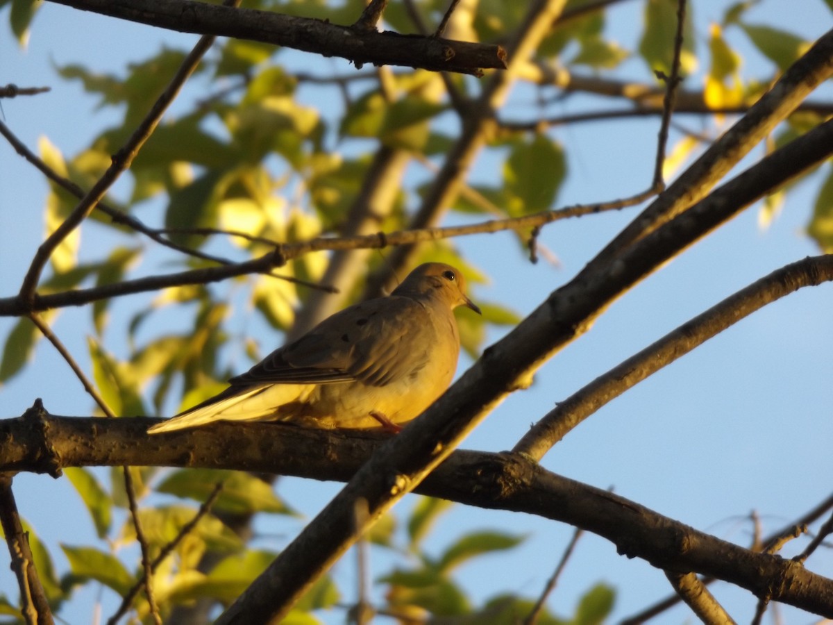 Mourning Dove - ML260295441