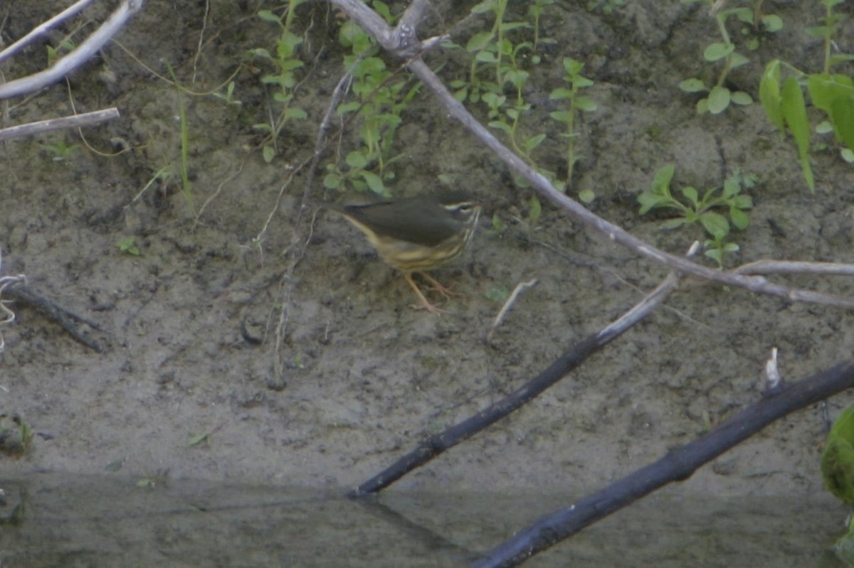 Louisiana Waterthrush - ML26029581