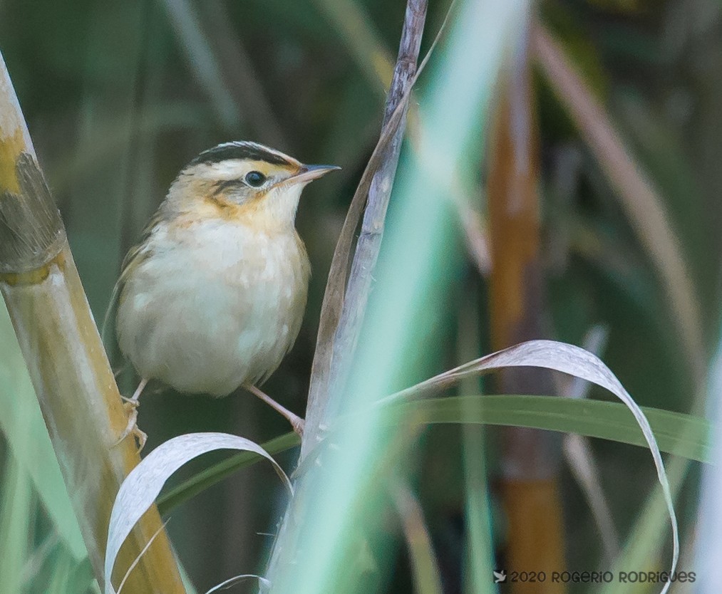 Aquatic Warbler - Rogério Rodrigues