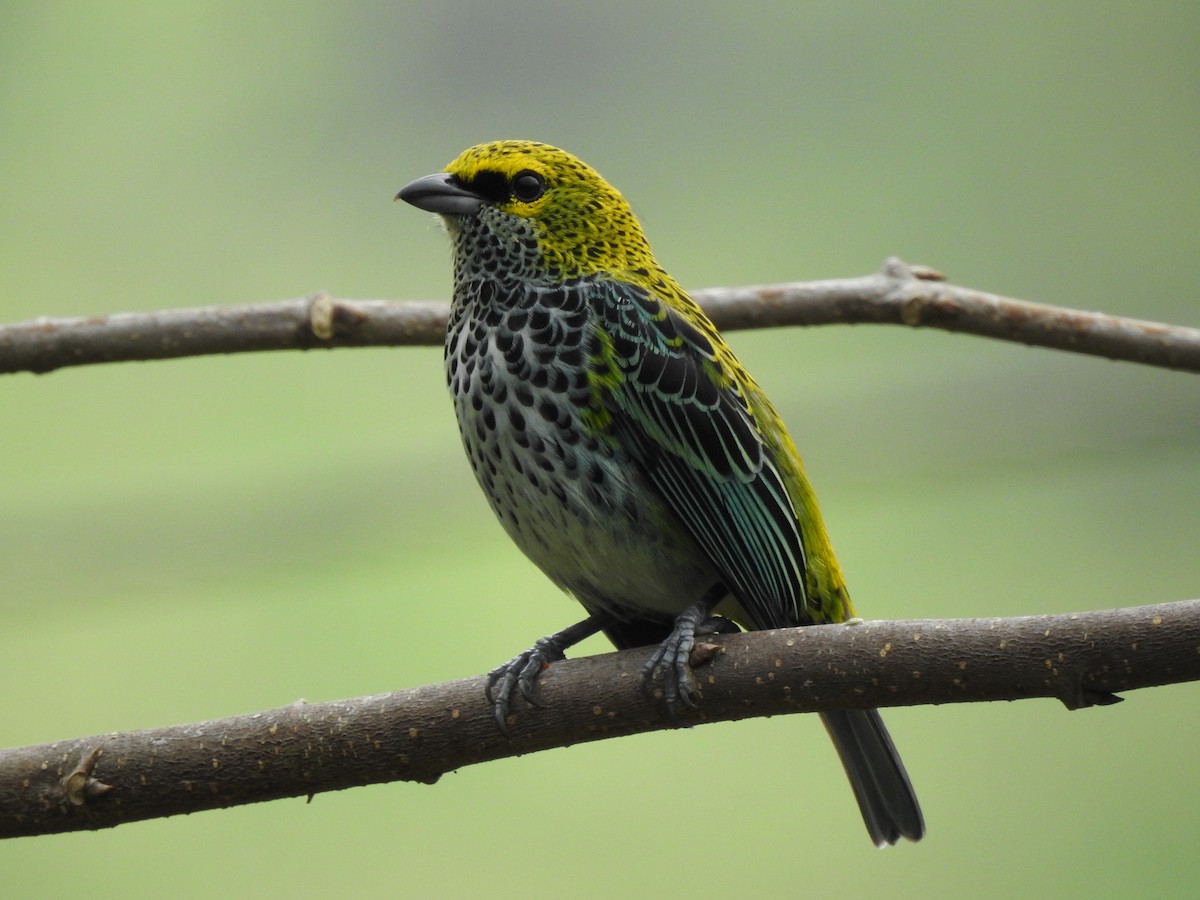 Speckled Tanager - ML260297081