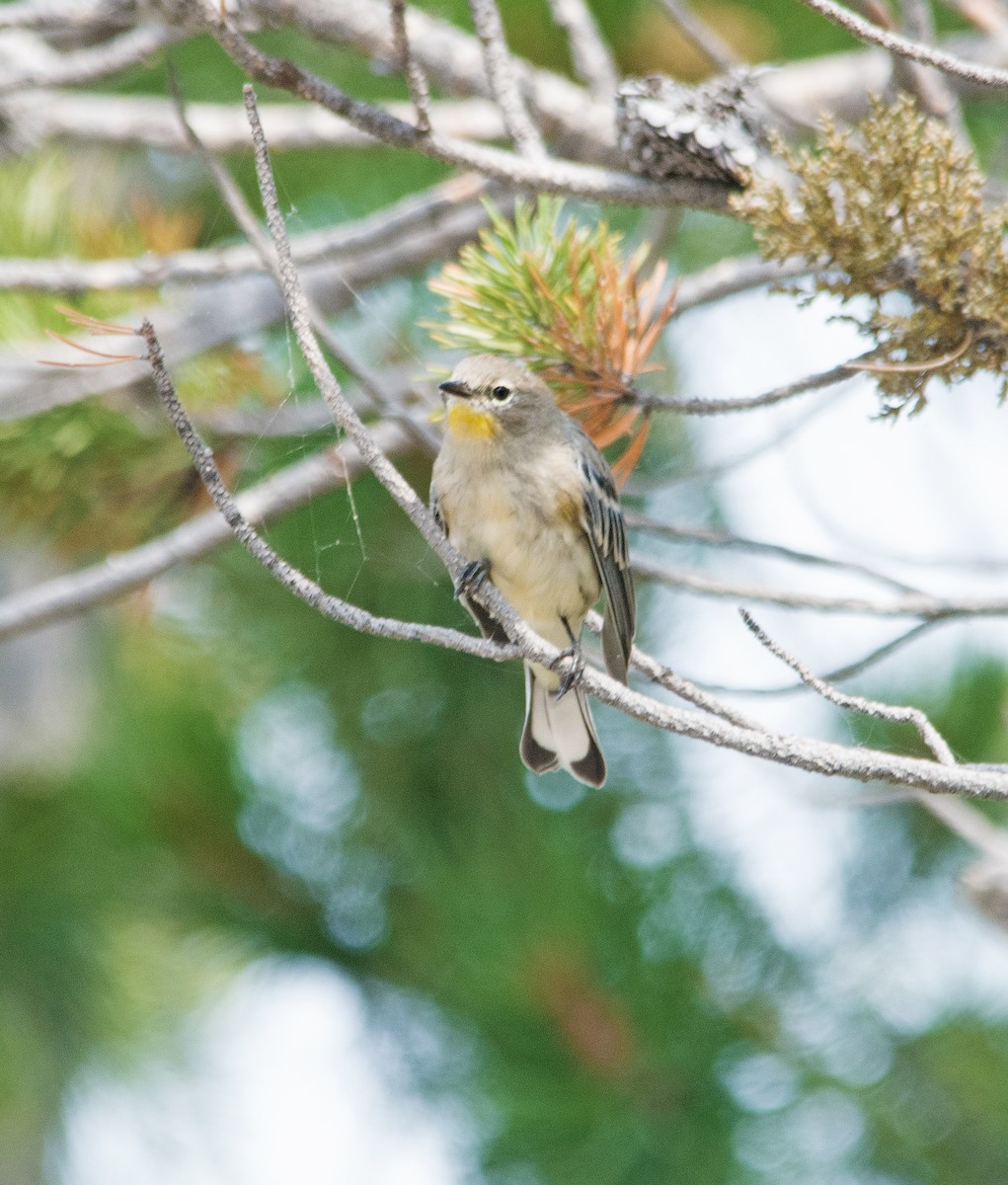 lesňáček žlutoskvrnný - ML260297191