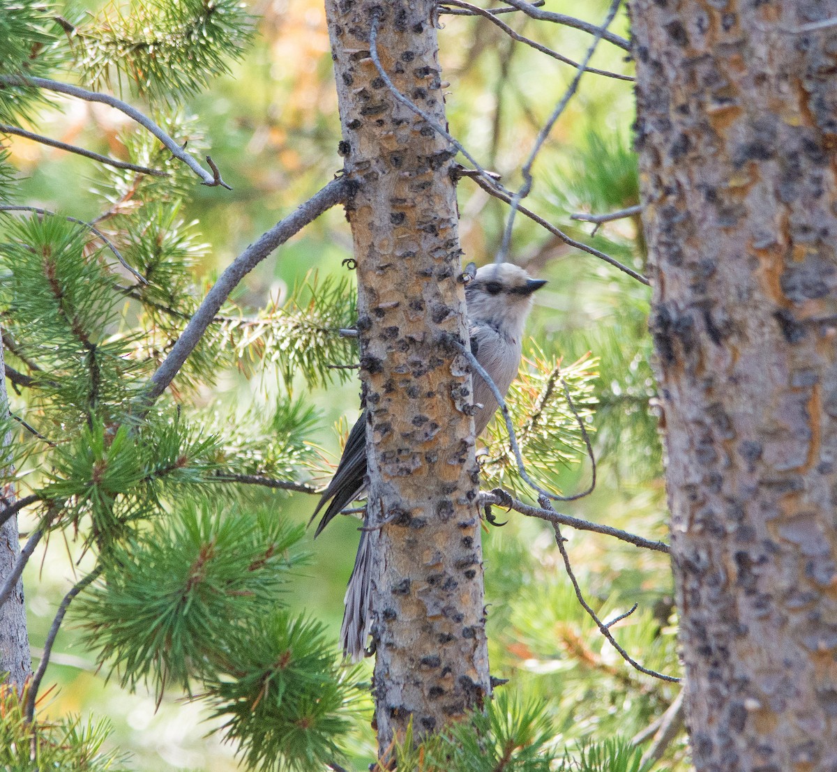 sojka šedá - ML260297421