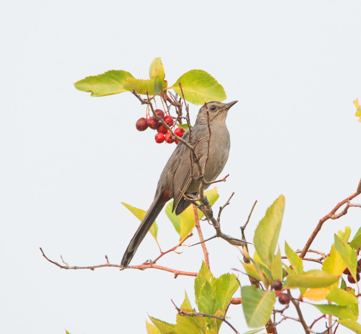 drozdec černohlavý - ML260298231