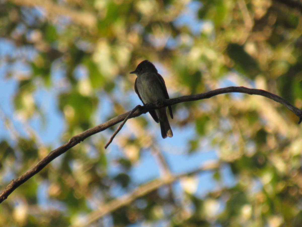 Eastern Wood-Pewee - ML260298371