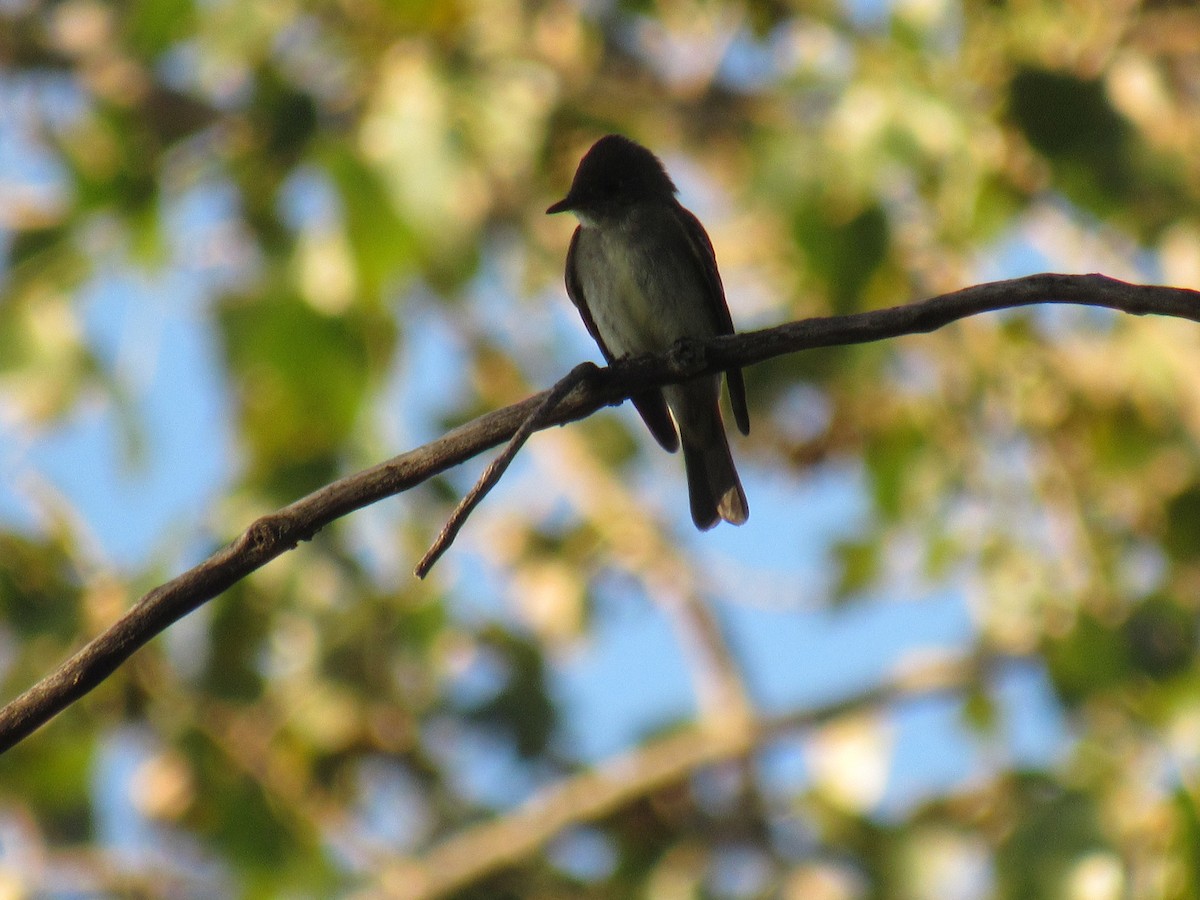 Eastern Wood-Pewee - ML260298391