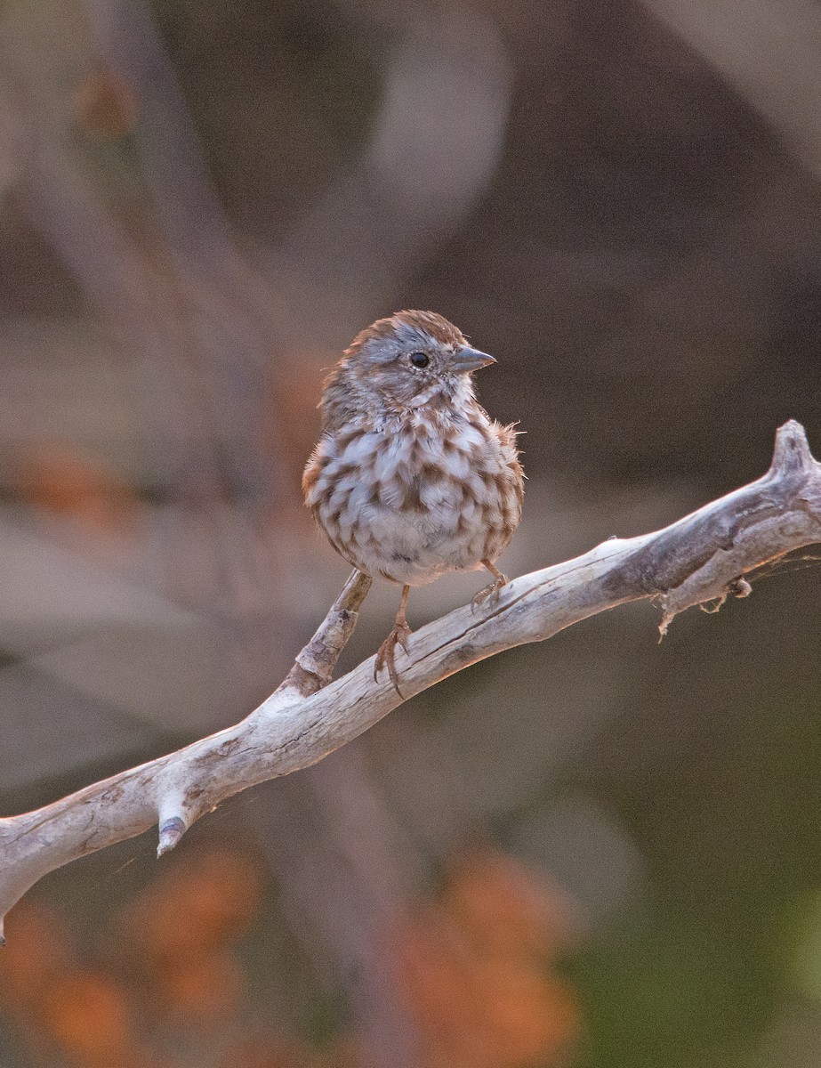 strnadec zpěvný - ML260298521