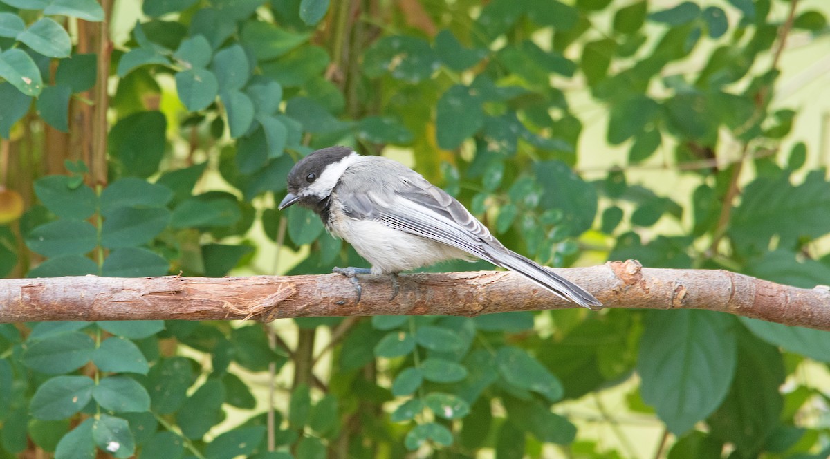 sýkora černohlavá - ML260298901