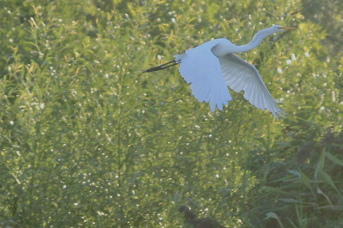 Great Egret - ML260299191