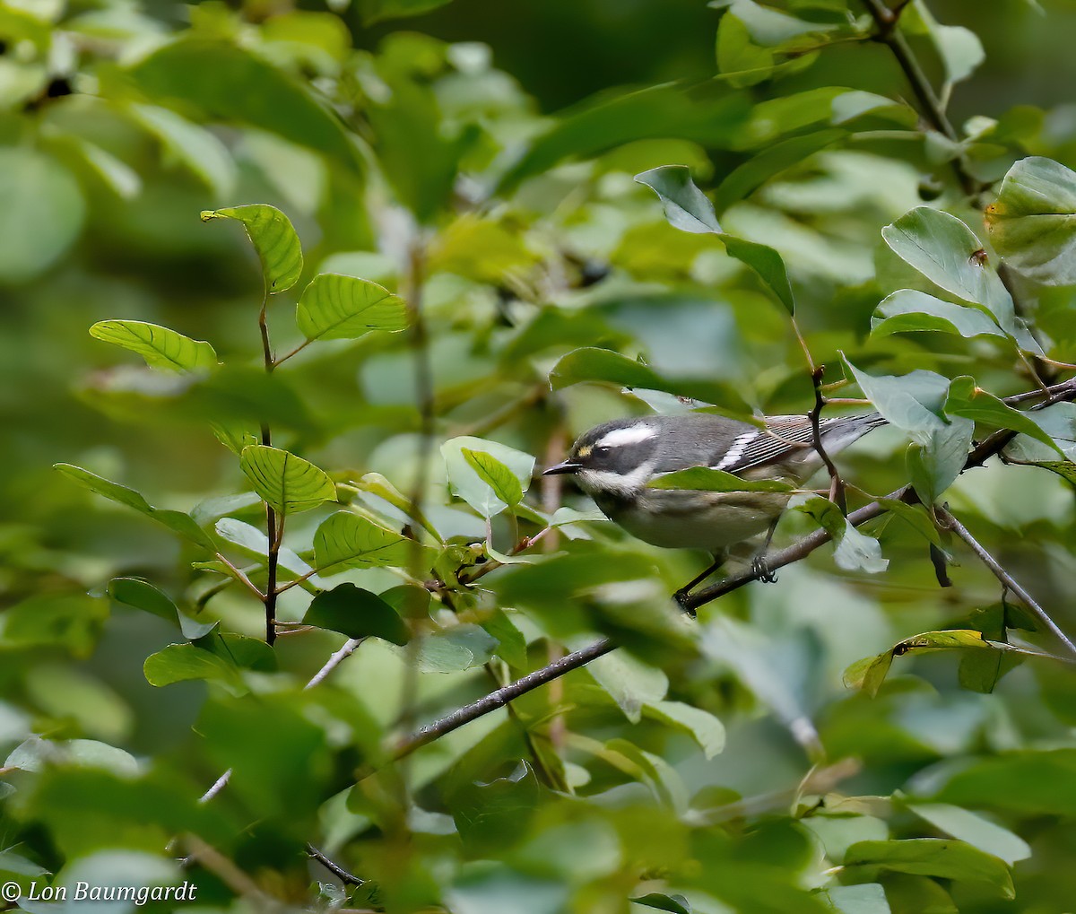 Black-throated Gray Warbler - ML260299791