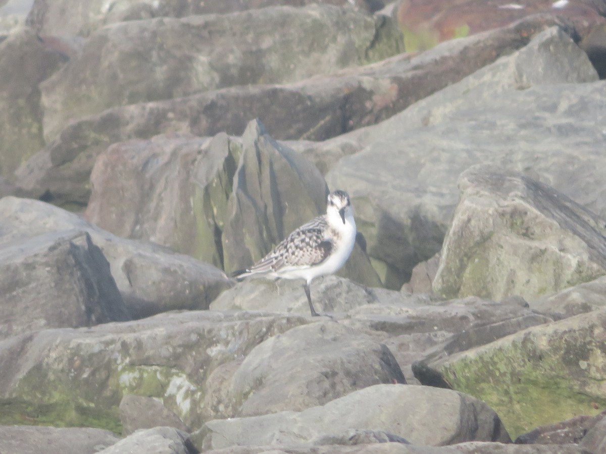 Sanderling - William Kuk