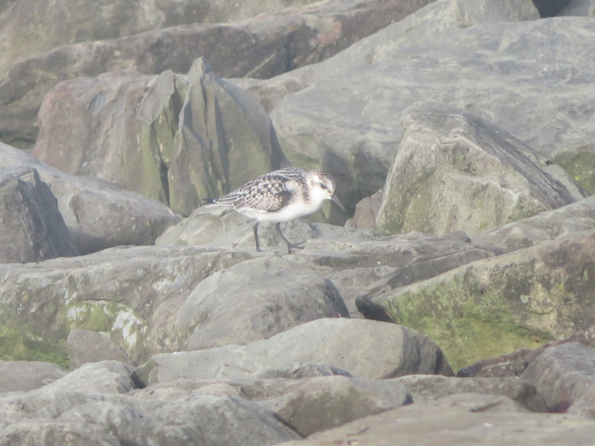 Sanderling - ML260299881