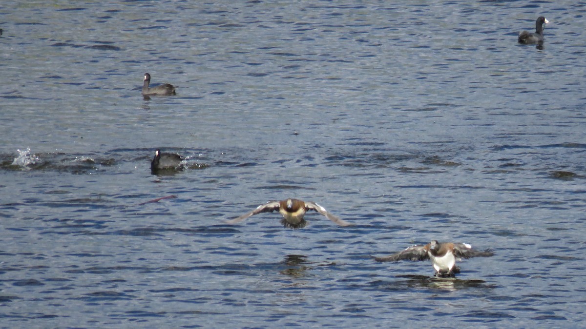 American Wigeon - Curtis Mahon