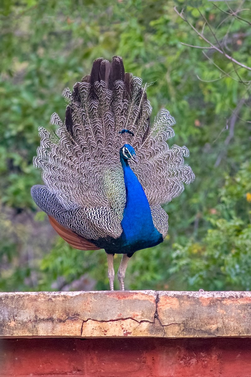 Indian Peafowl - ML260300711