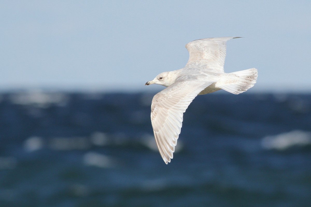 Iceland Gull (kumlieni) - ML26030091