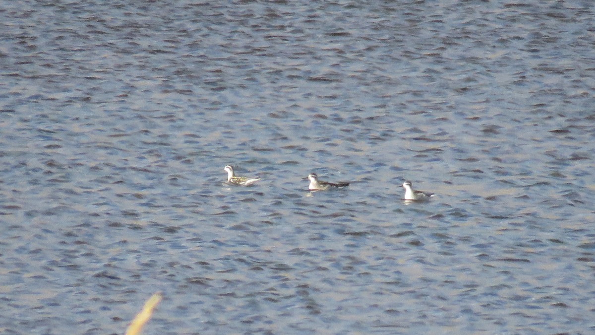 Phalarope à bec étroit - ML260301021