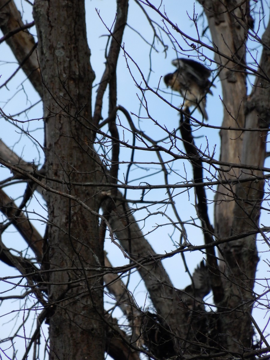 Red-tailed Hawk - ML260302751