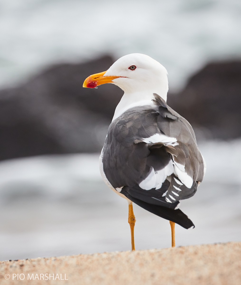 Kelp Gull - ML260302941