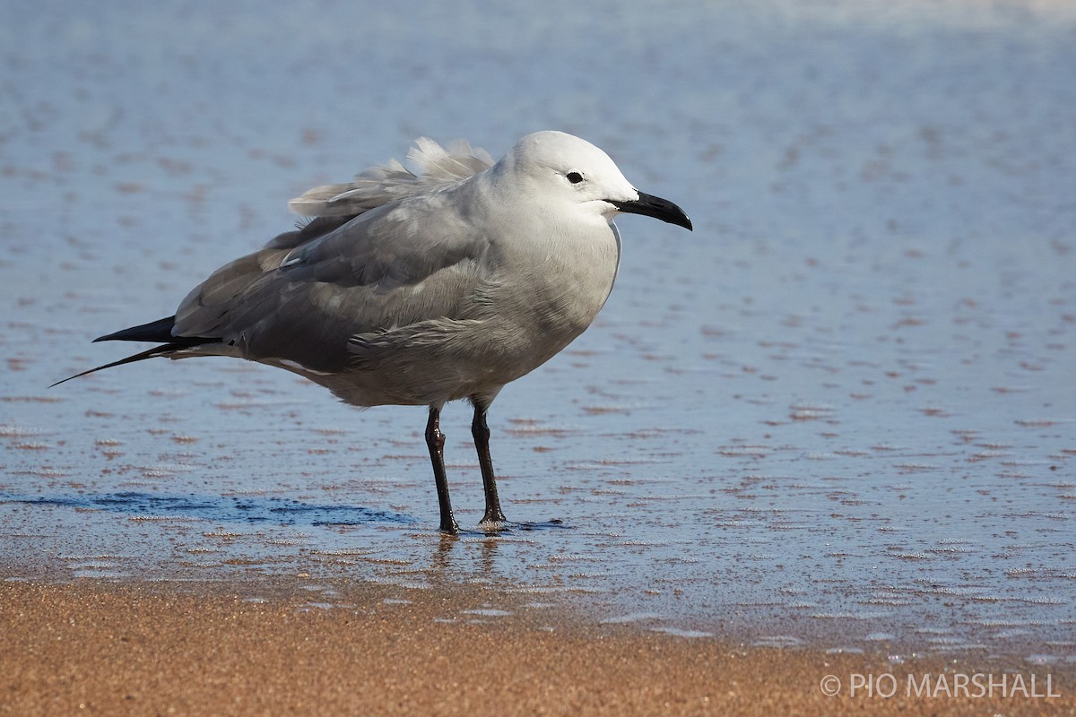 Gray Gull - ML260303191