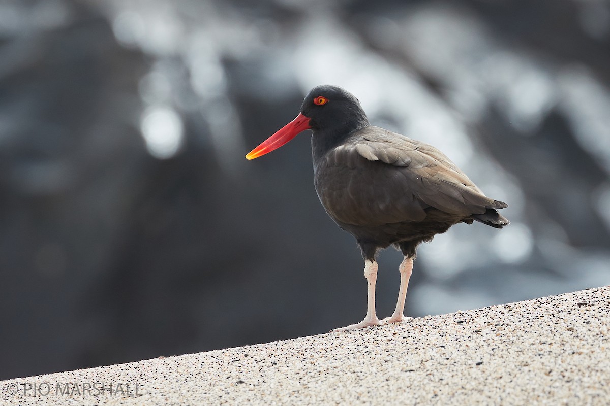 Blackish Oystercatcher - ML260303411