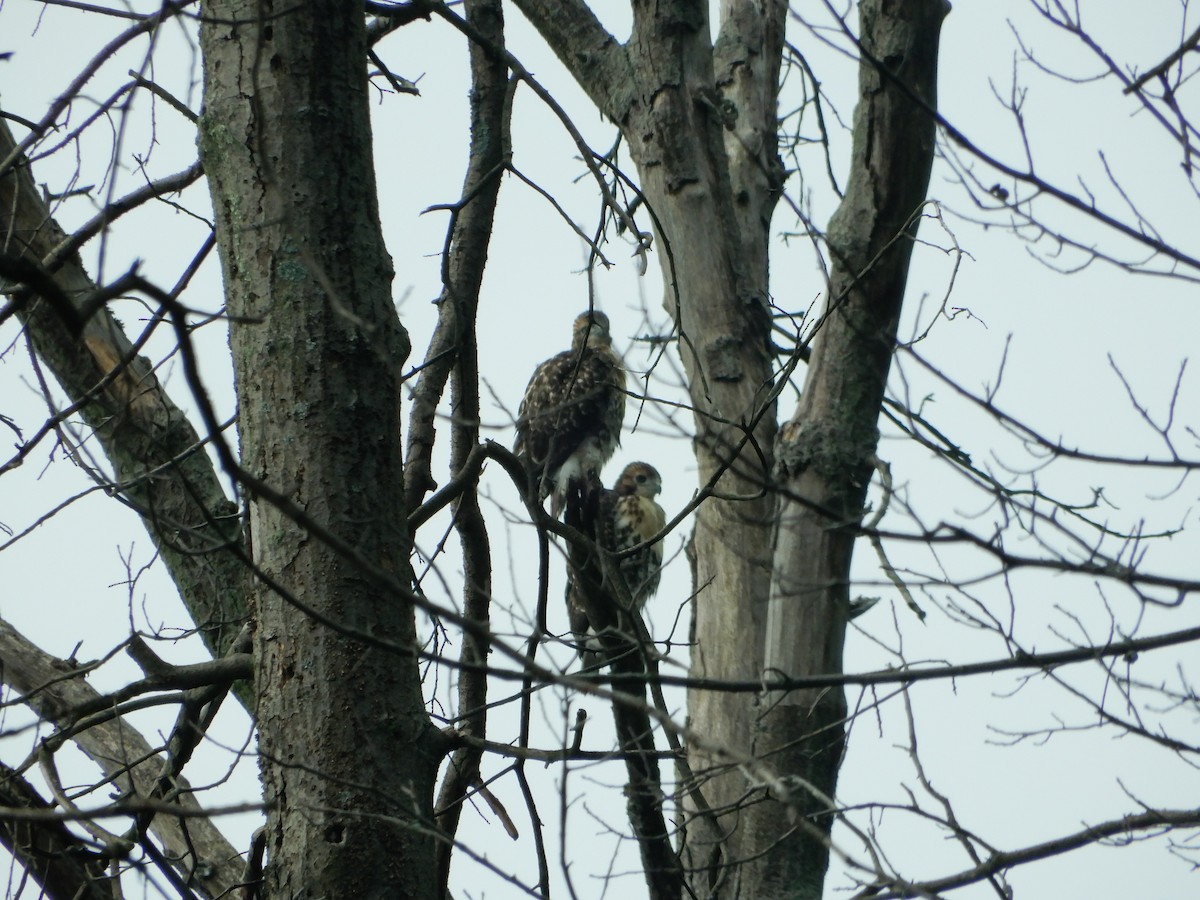 Red-tailed Hawk - ML260303591