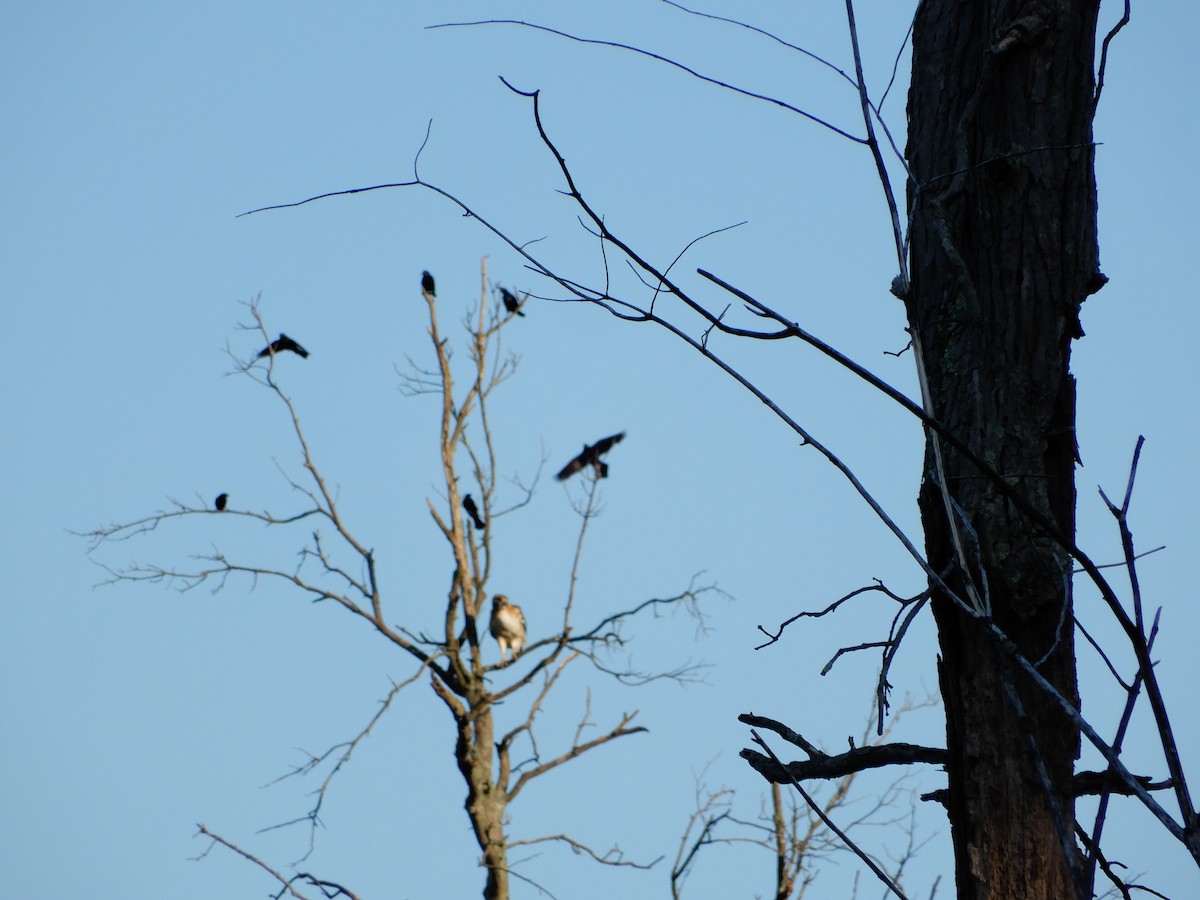 Rotschwanzbussard - ML260303851