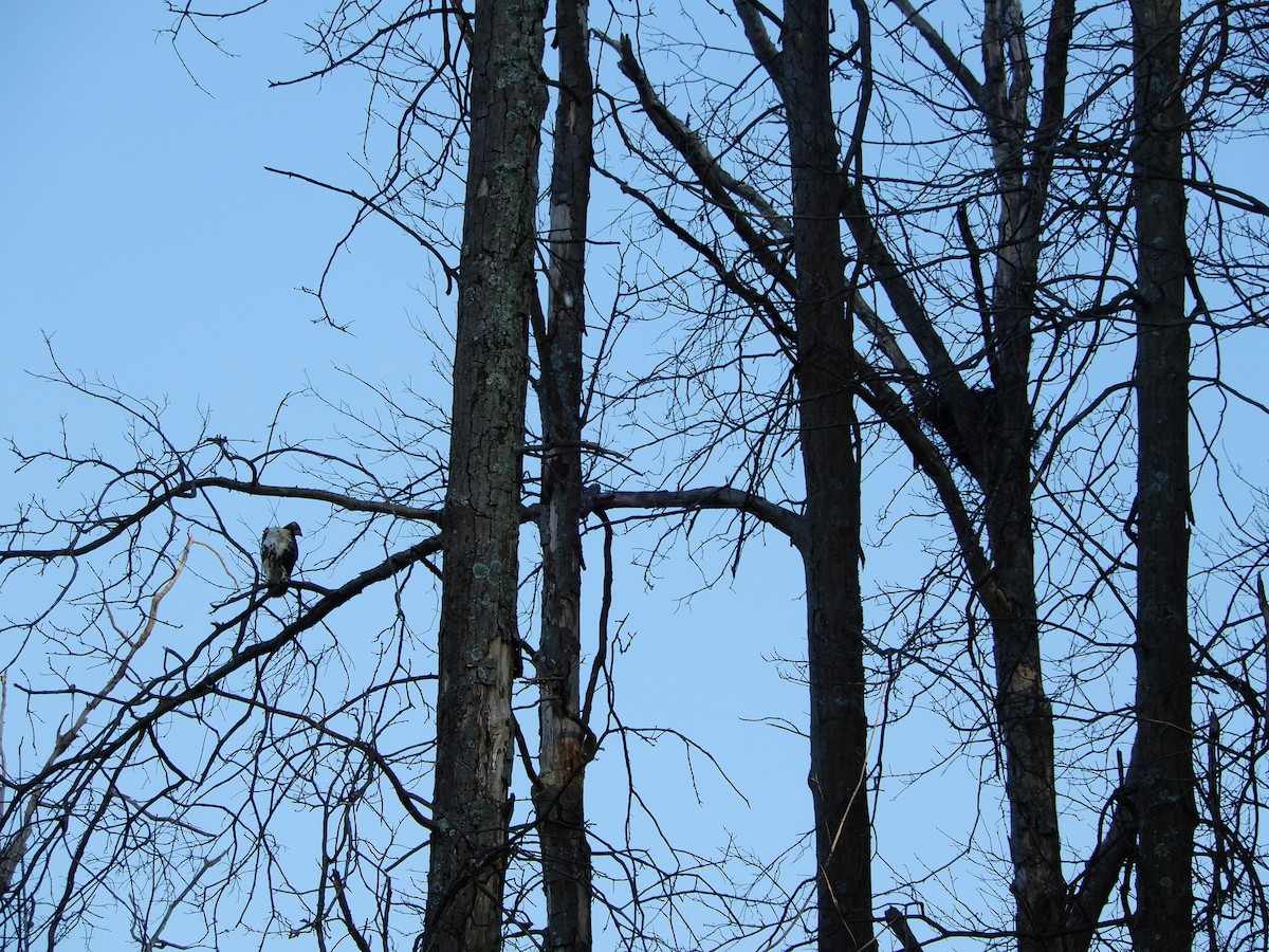 Red-tailed Hawk - ML260304101