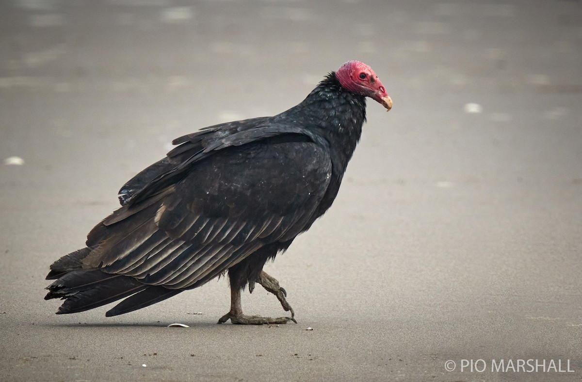 Turkey Vulture - ML260304211