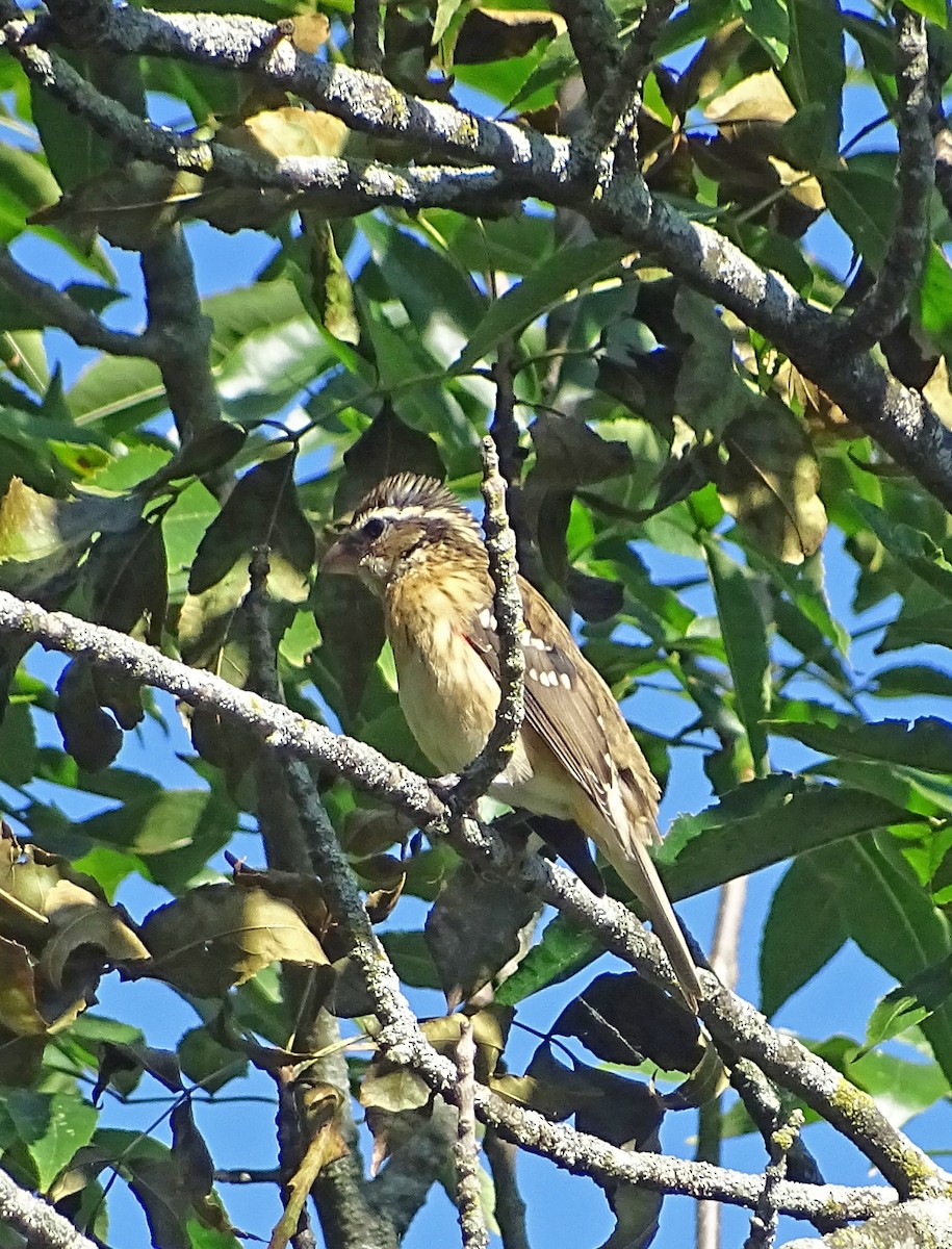 Rose-breasted Grosbeak - Judith Huf