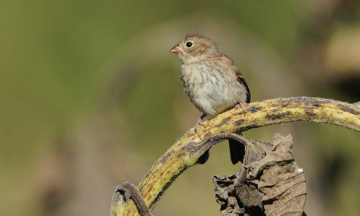 Field Sparrow - ML260304531