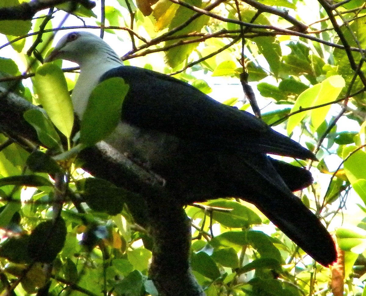 White-headed Pigeon - Christine Stoughton Root