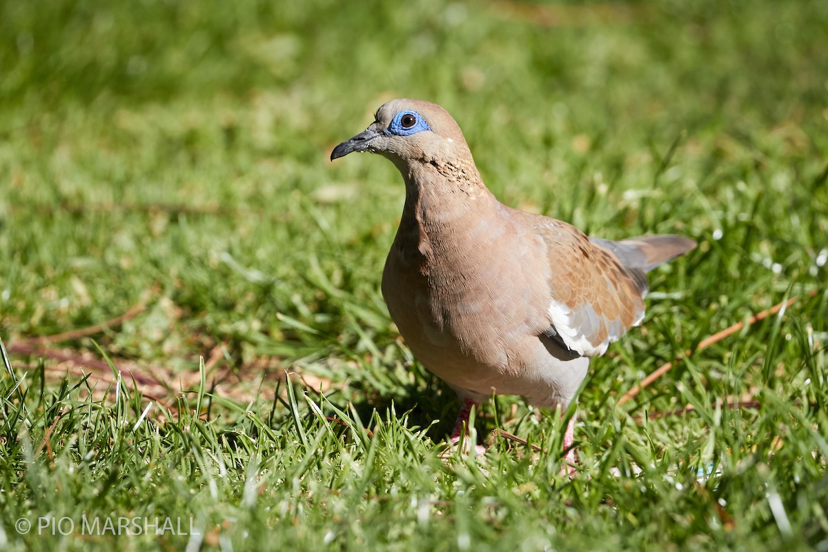 West Peruvian Dove - ML260306701