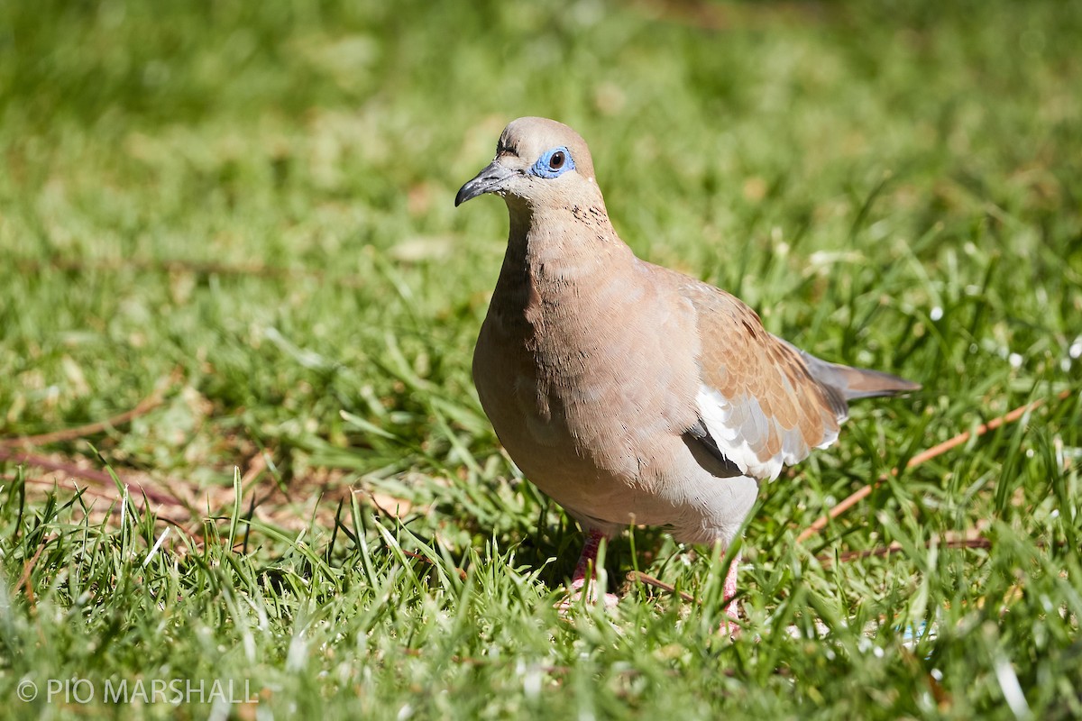 West Peruvian Dove - ML260306741