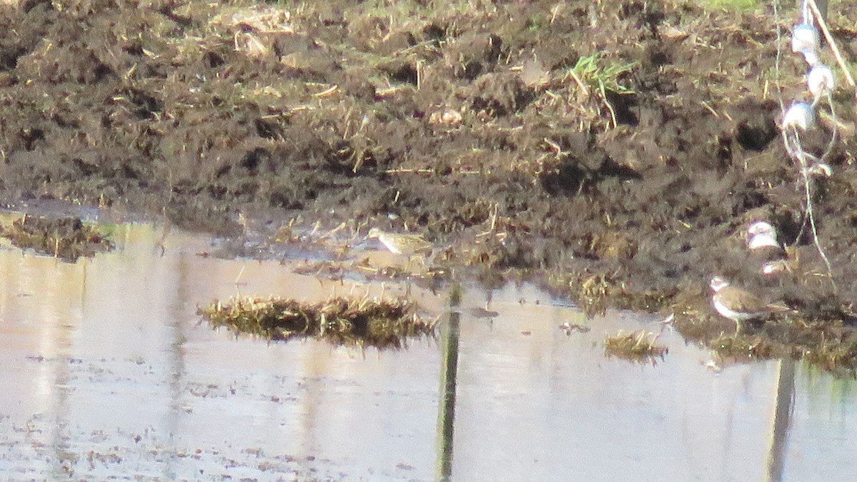 Stilt Sandpiper - ML260307151