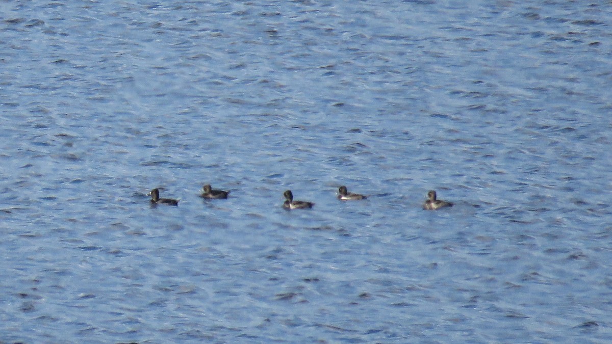 Ring-necked Duck - ML260307471