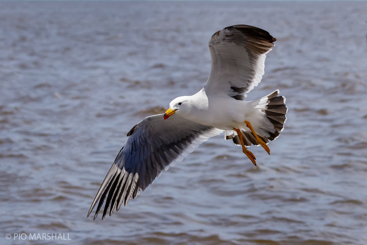 Kelp Gull - Pio Marshall