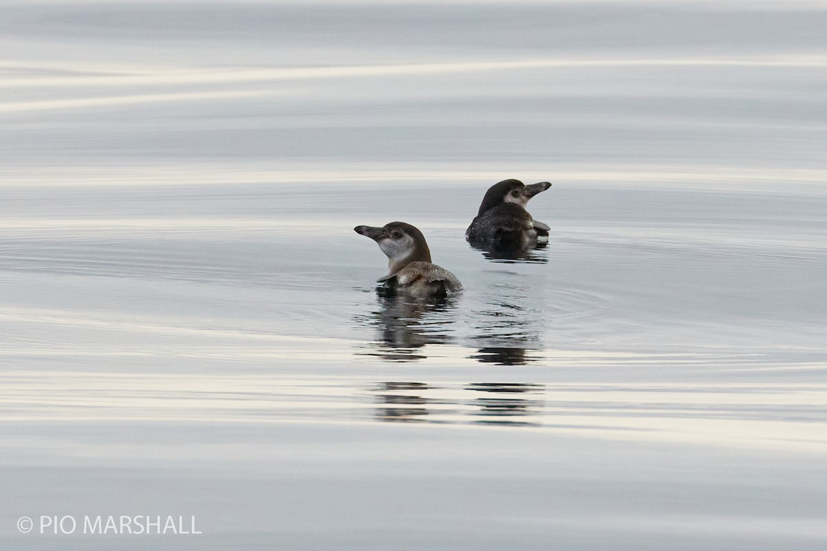 Humboldt Penguin - ML260307781