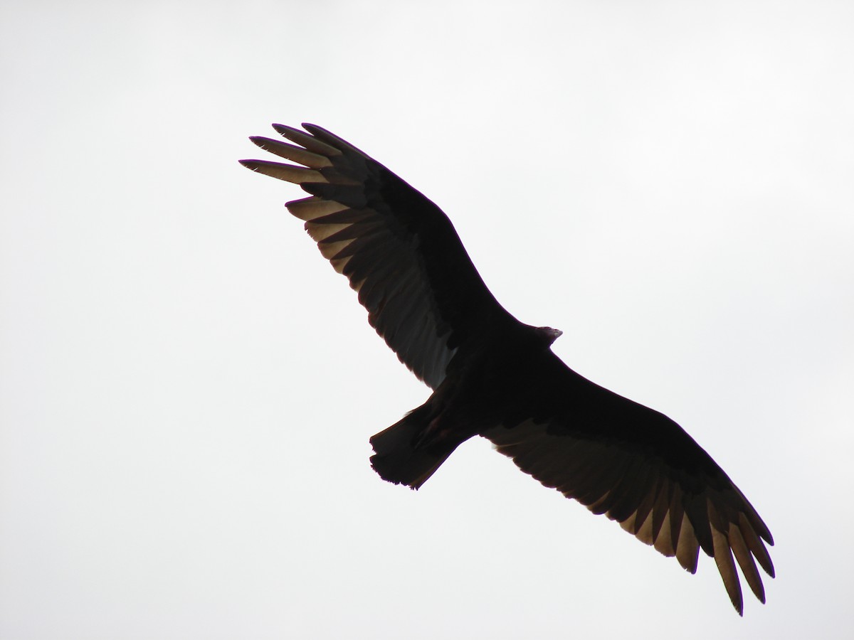 Turkey Vulture - ML260309421