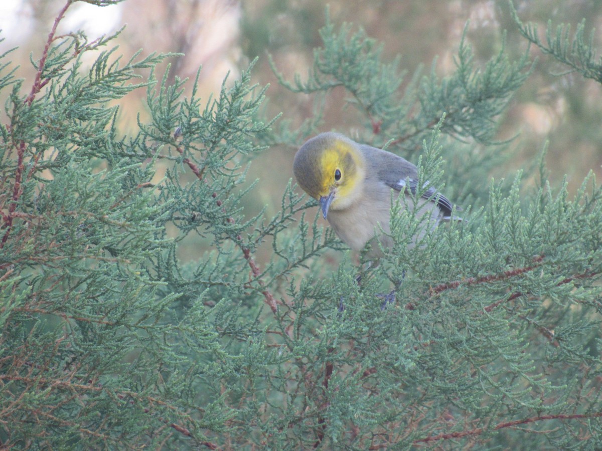 Hermit Warbler - ML260309731