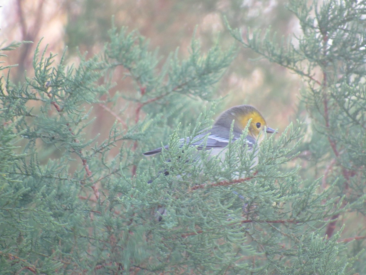 Hermit Warbler - ML260309771