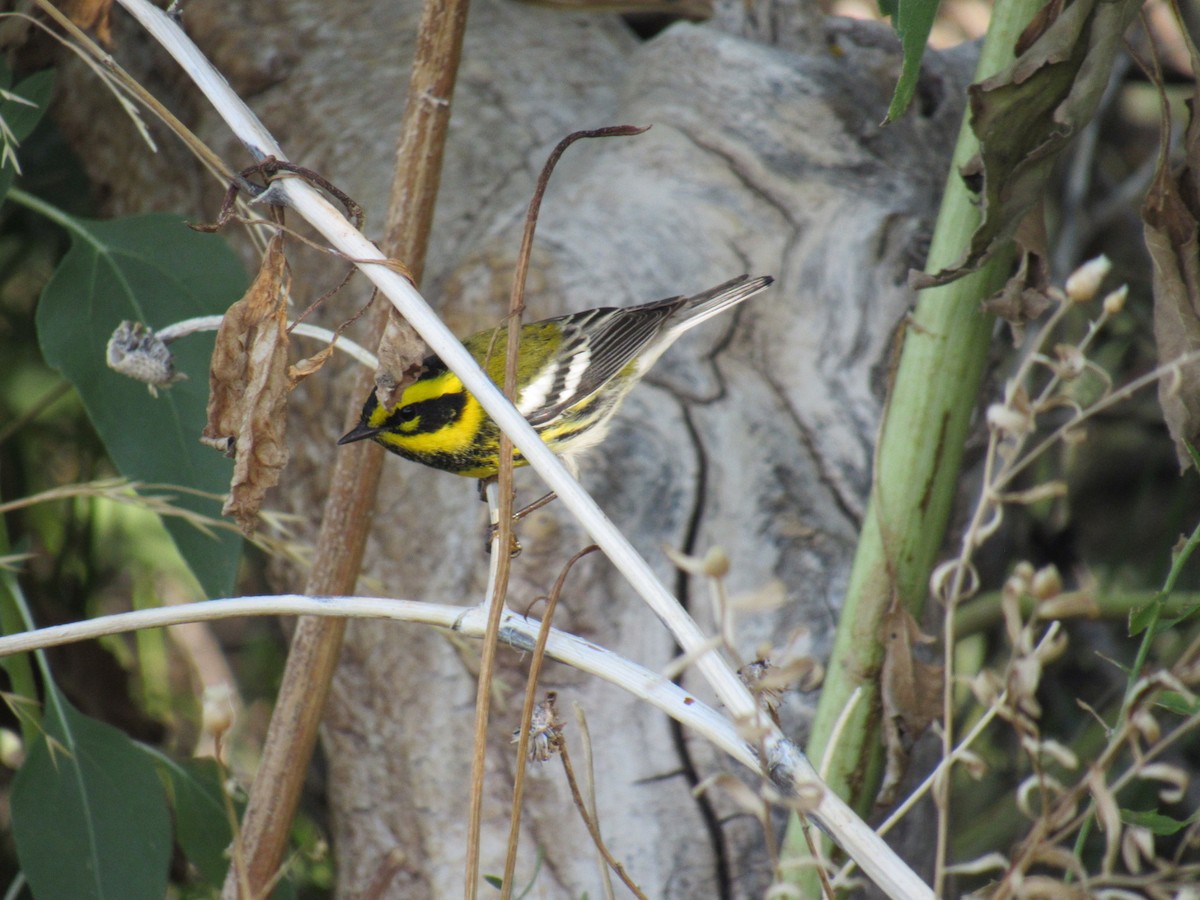 Townsend's Warbler - ML260309791