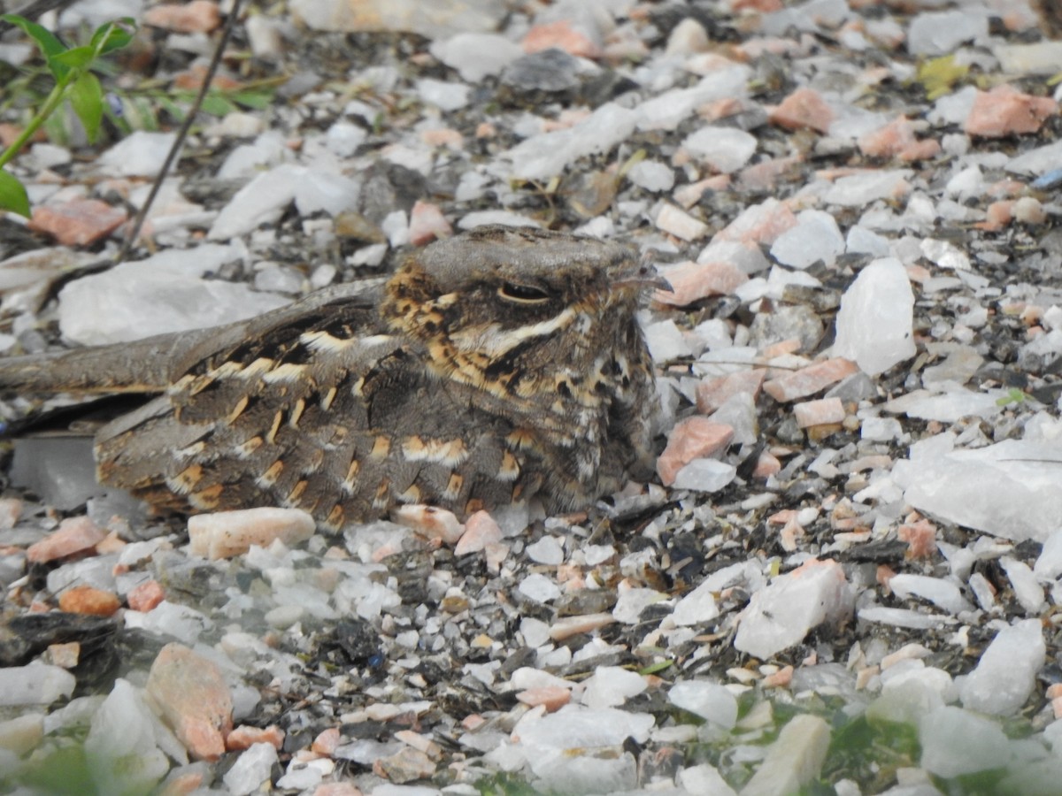 Indian Nightjar - ML260311371