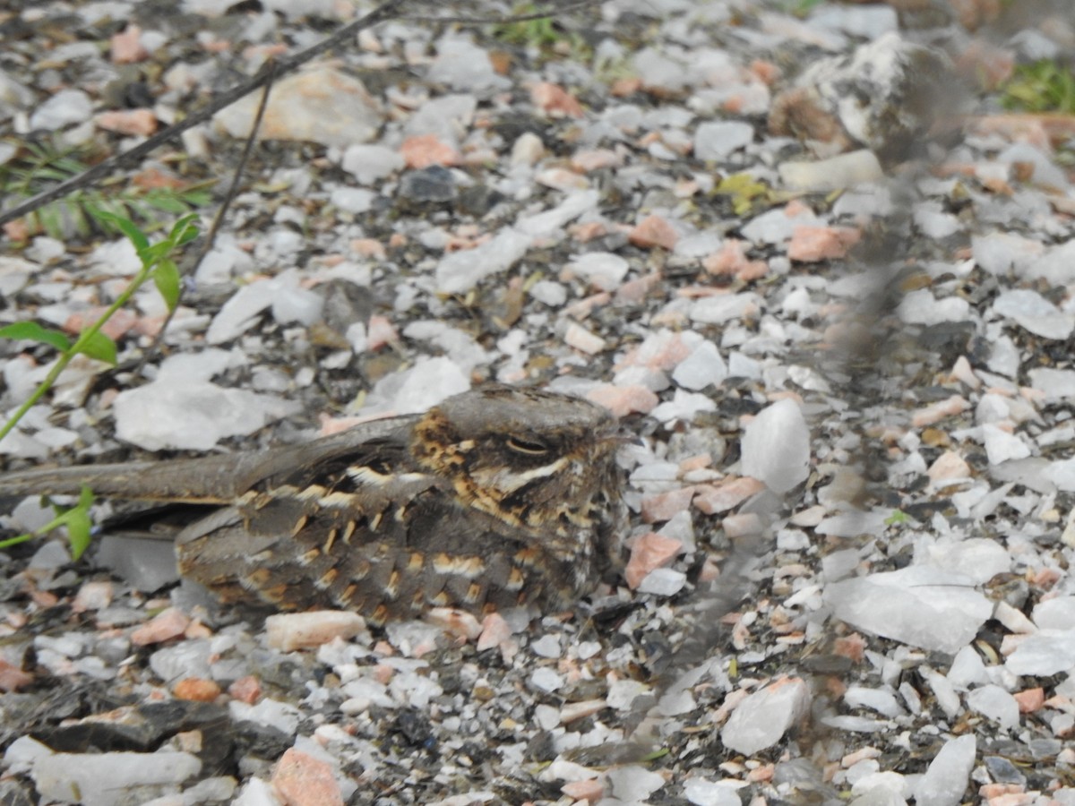 Indian Nightjar - ML260311411