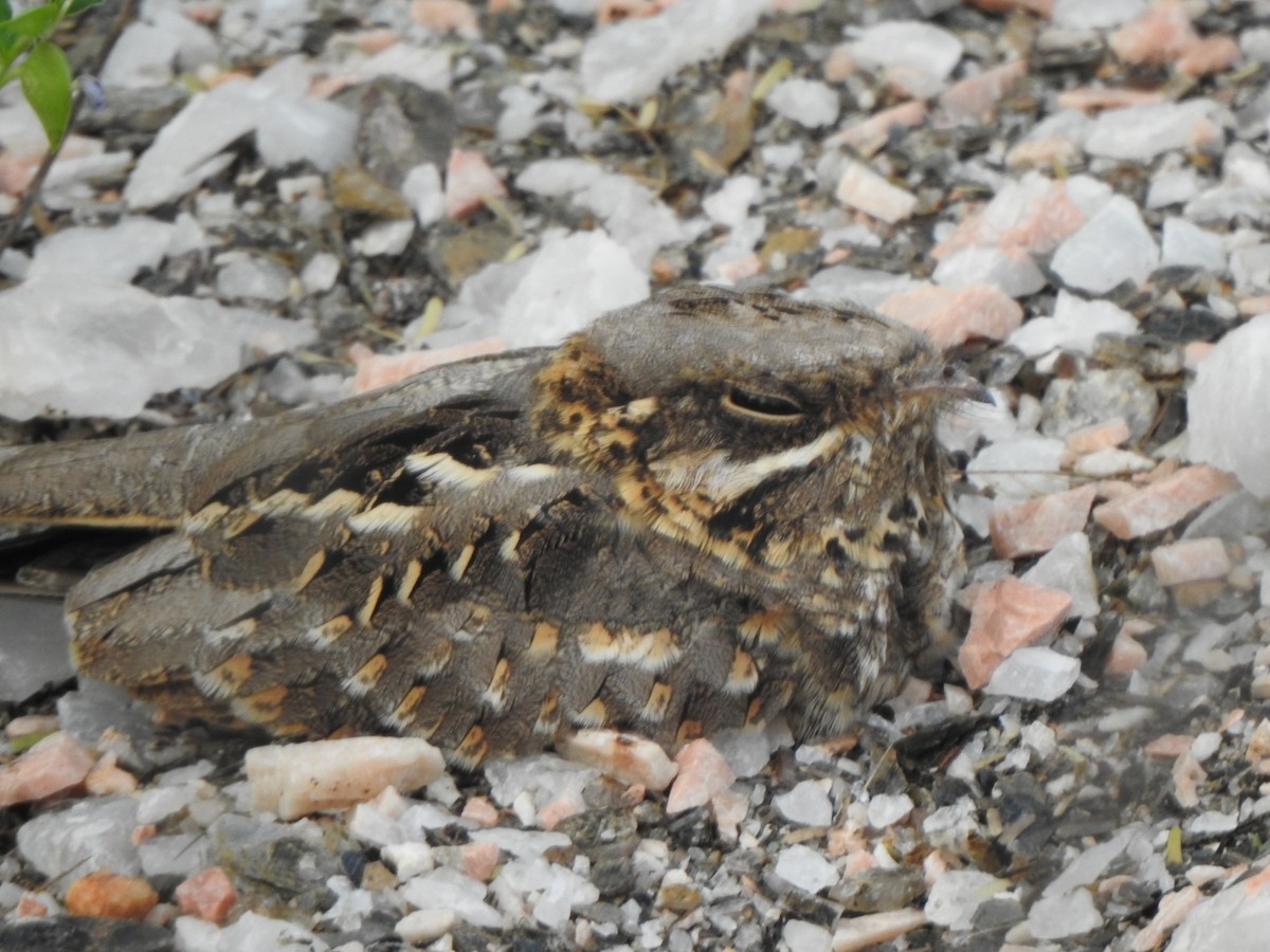 Indian Nightjar - ML260311431